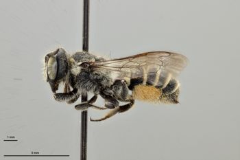 Media type: image;   Entomology 786113 Aspect: habitus lateral view